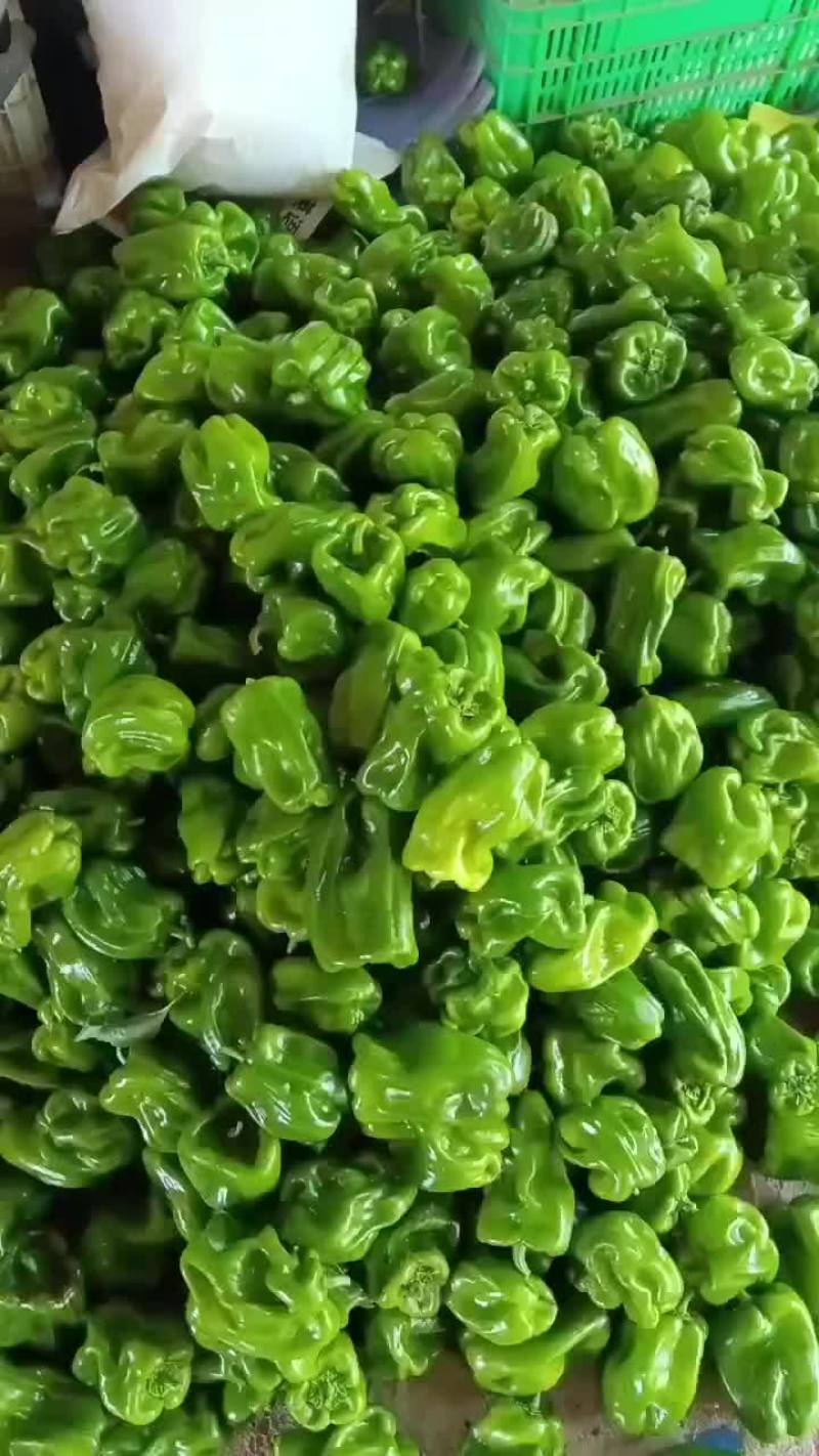 乐亭县尖椒麻辣螺丝青椒大量上市质量一流专业团队