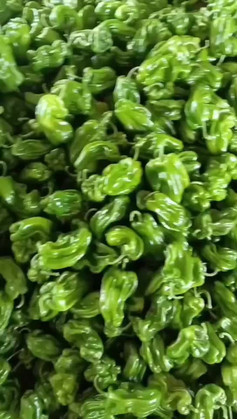 乐亭县尖椒麻辣螺丝青椒大量上市质量一流专业团队