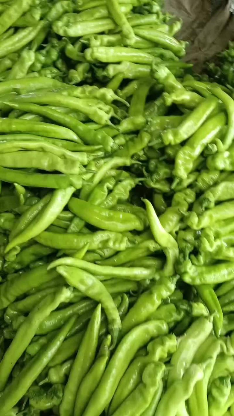 乐亭县尖椒麻辣螺丝青椒大量上市质量一流专业团队