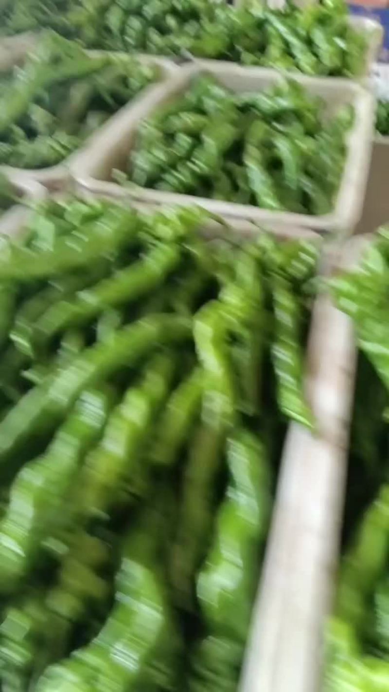 乐亭县尖椒麻辣螺丝青椒大量上市质量一流专业团队