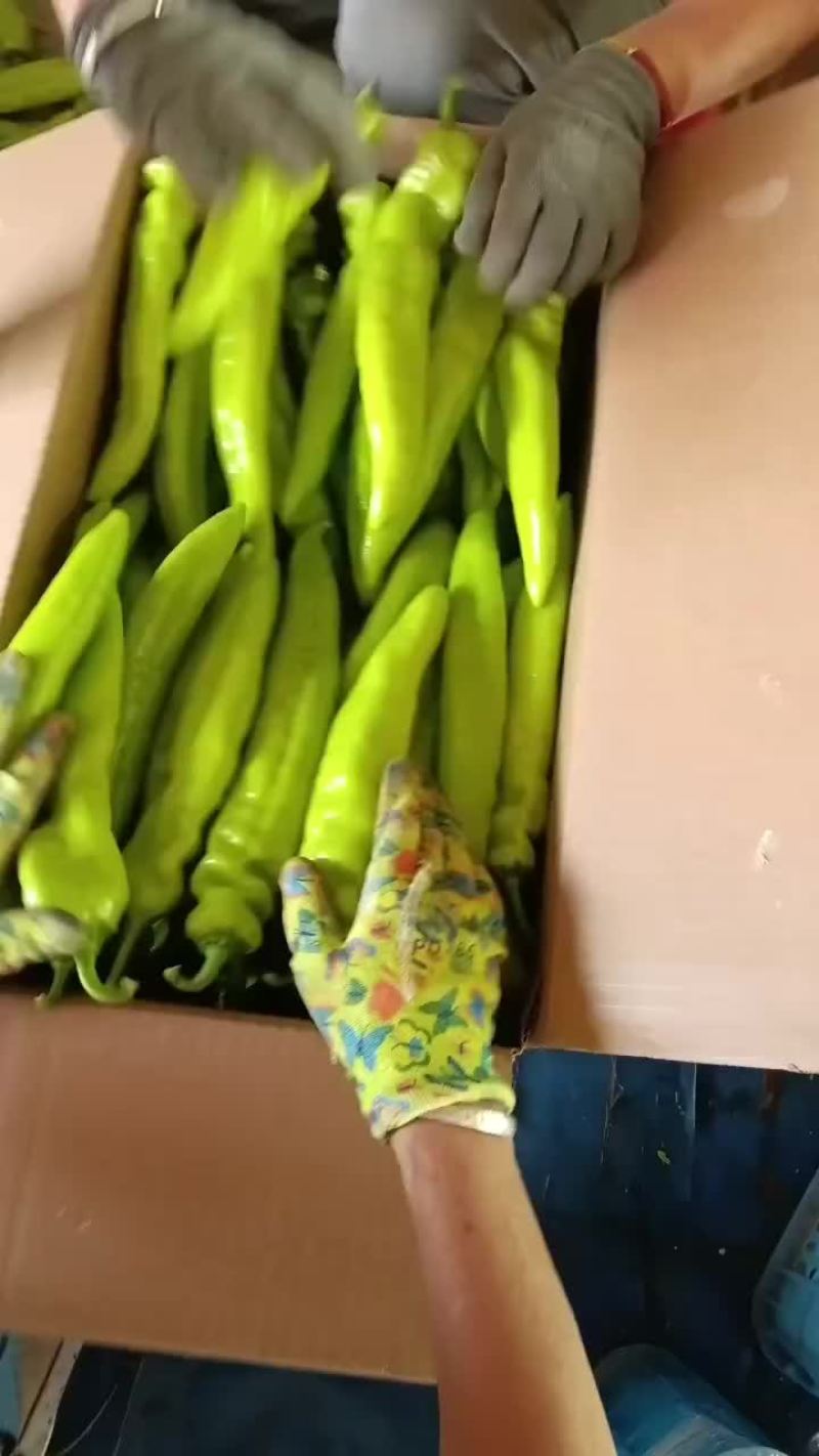 乐亭县尖椒麻辣螺丝青椒大量上市质量一流专业团队