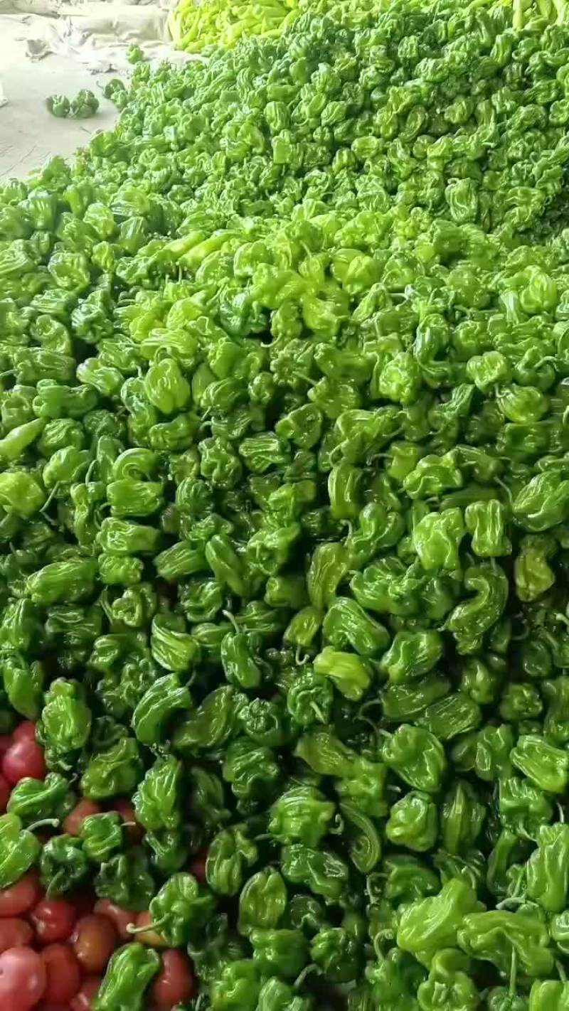 乐亭县尖椒麻辣螺丝青椒大量上市质量一流专业团队