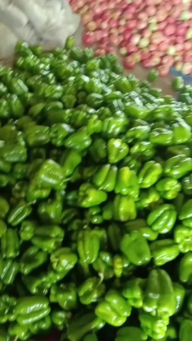 乐亭县尖椒麻辣螺丝青椒大量上市质量一流专业团队