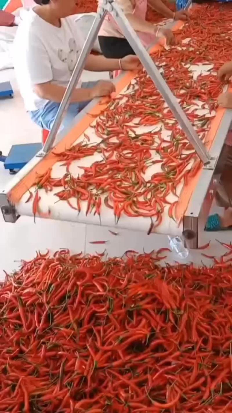 辣椒分拣机小米辣椒分拣辣椒分拣台