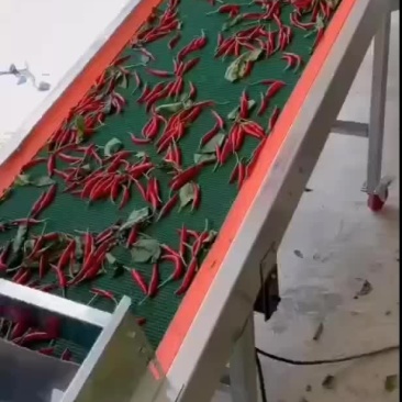 辣椒分拣机小米辣椒分拣辣椒分拣台
