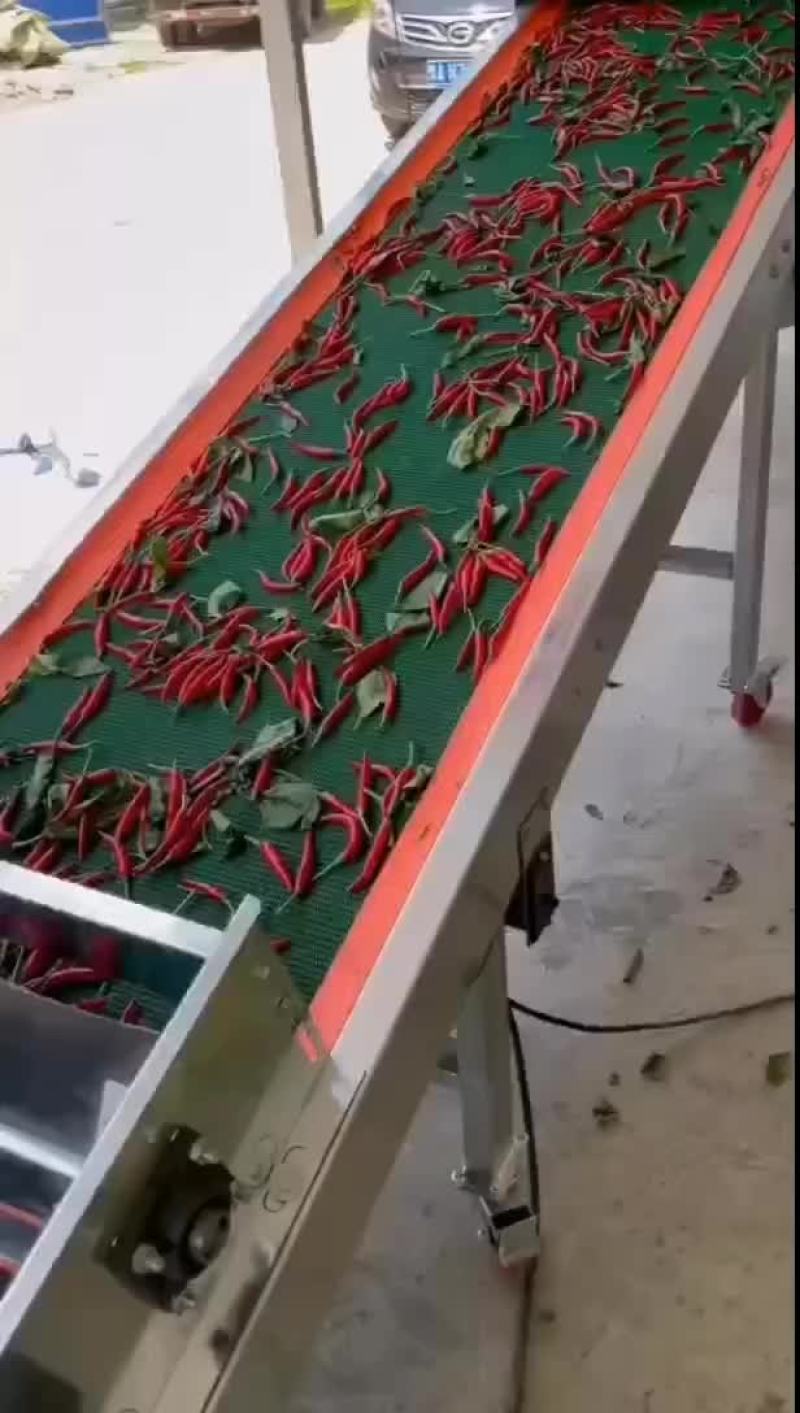 辣椒分拣机小米辣椒分拣辣椒分拣台