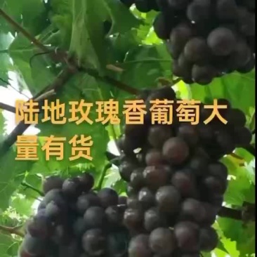 玫瑰香葡萄