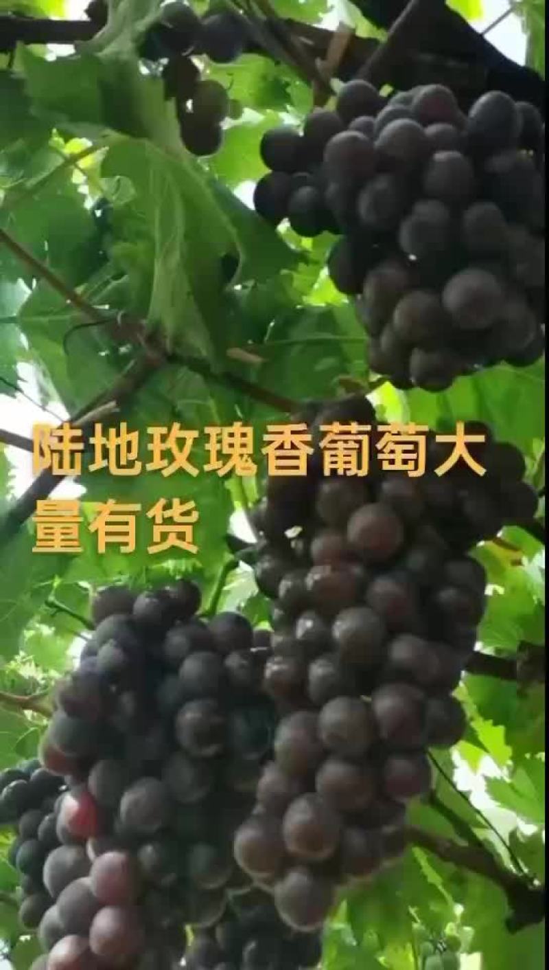 玫瑰香葡萄