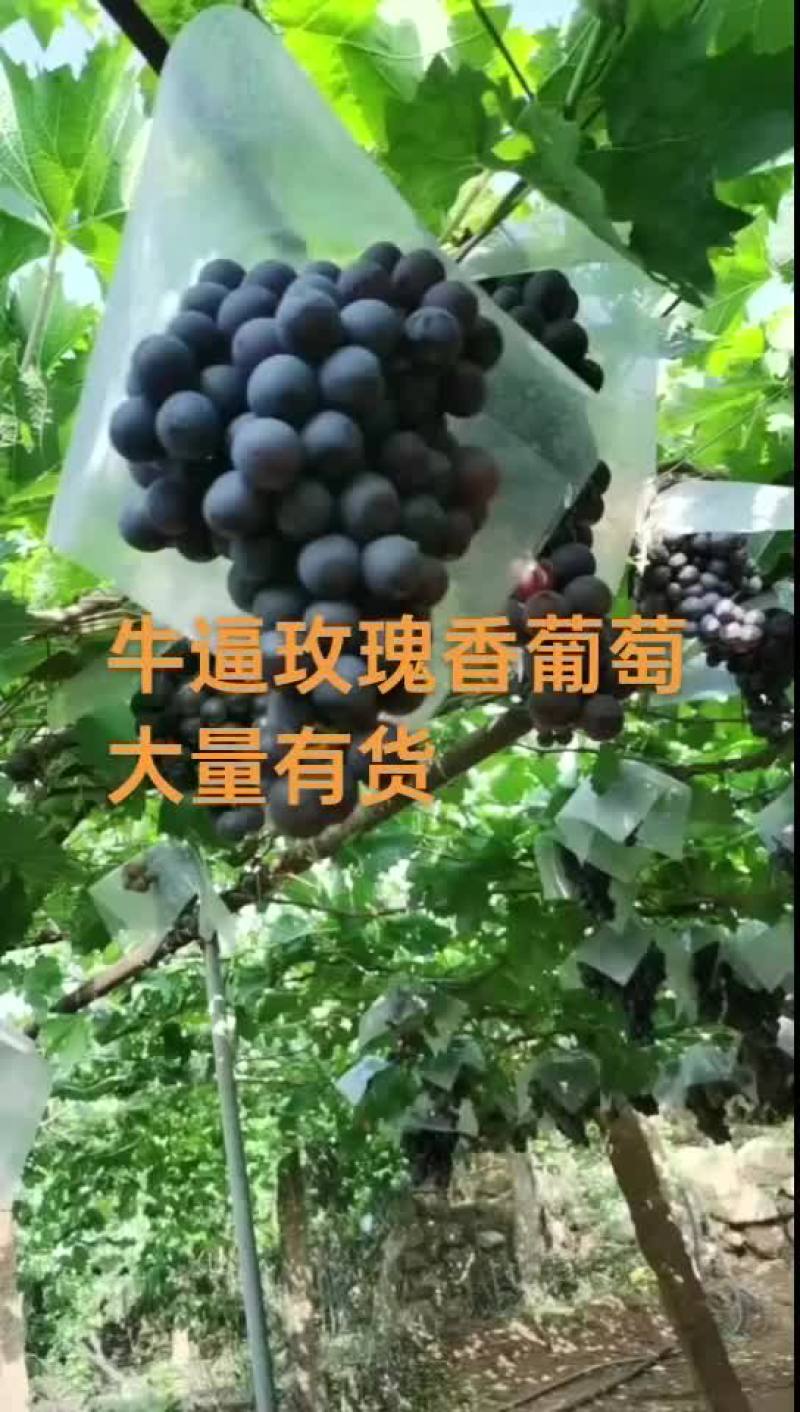 玫瑰香葡萄