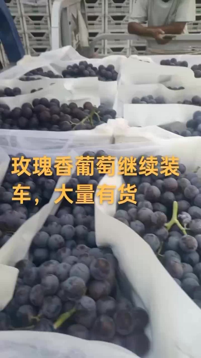 玫瑰香葡萄