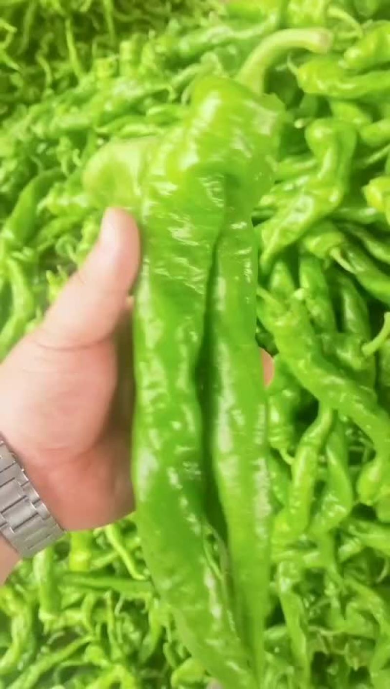 精品陇椒螺丝椒