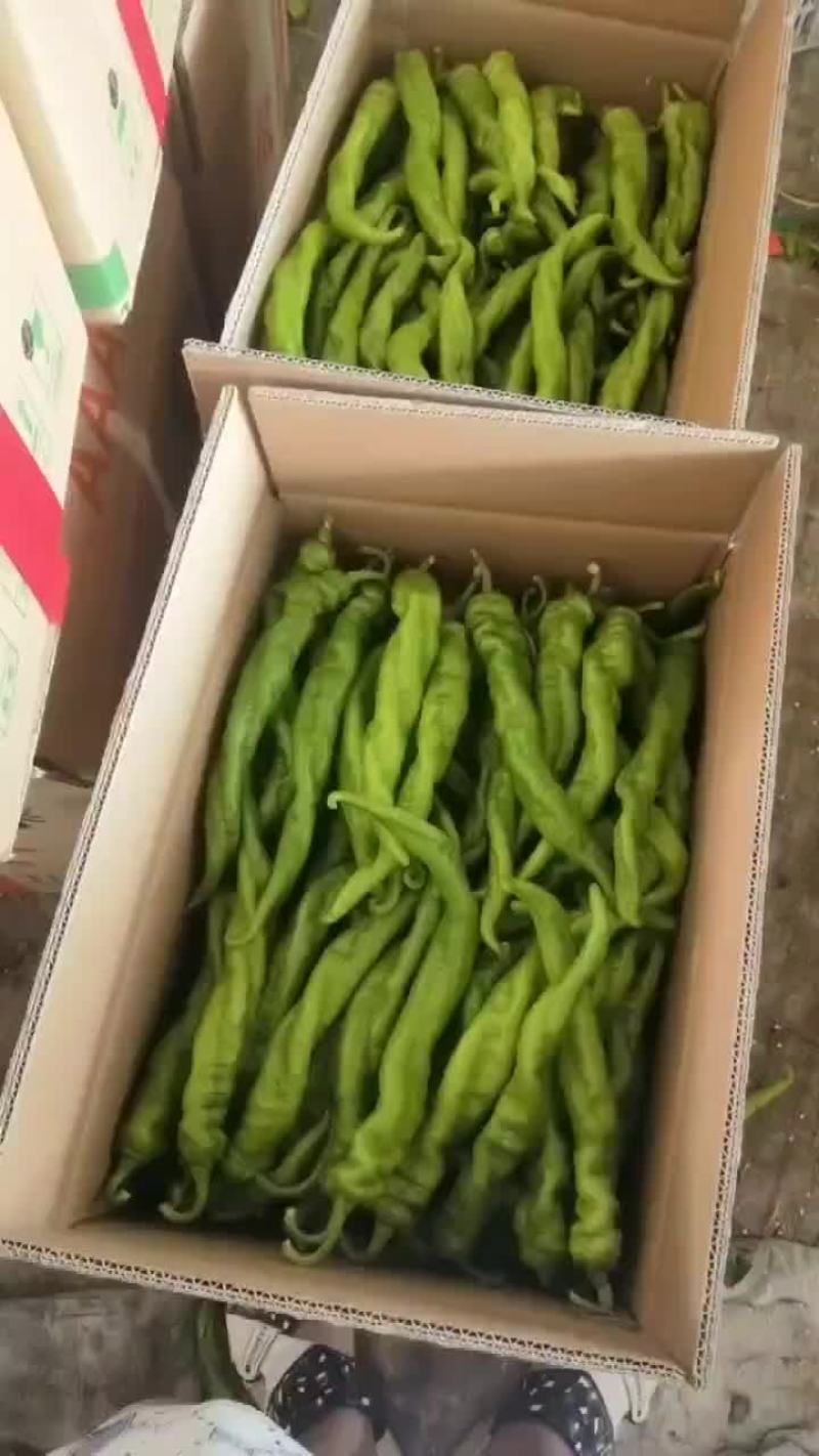 精品陇椒螺丝椒