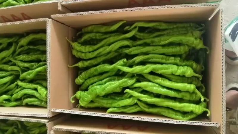 精品陇椒螺丝椒