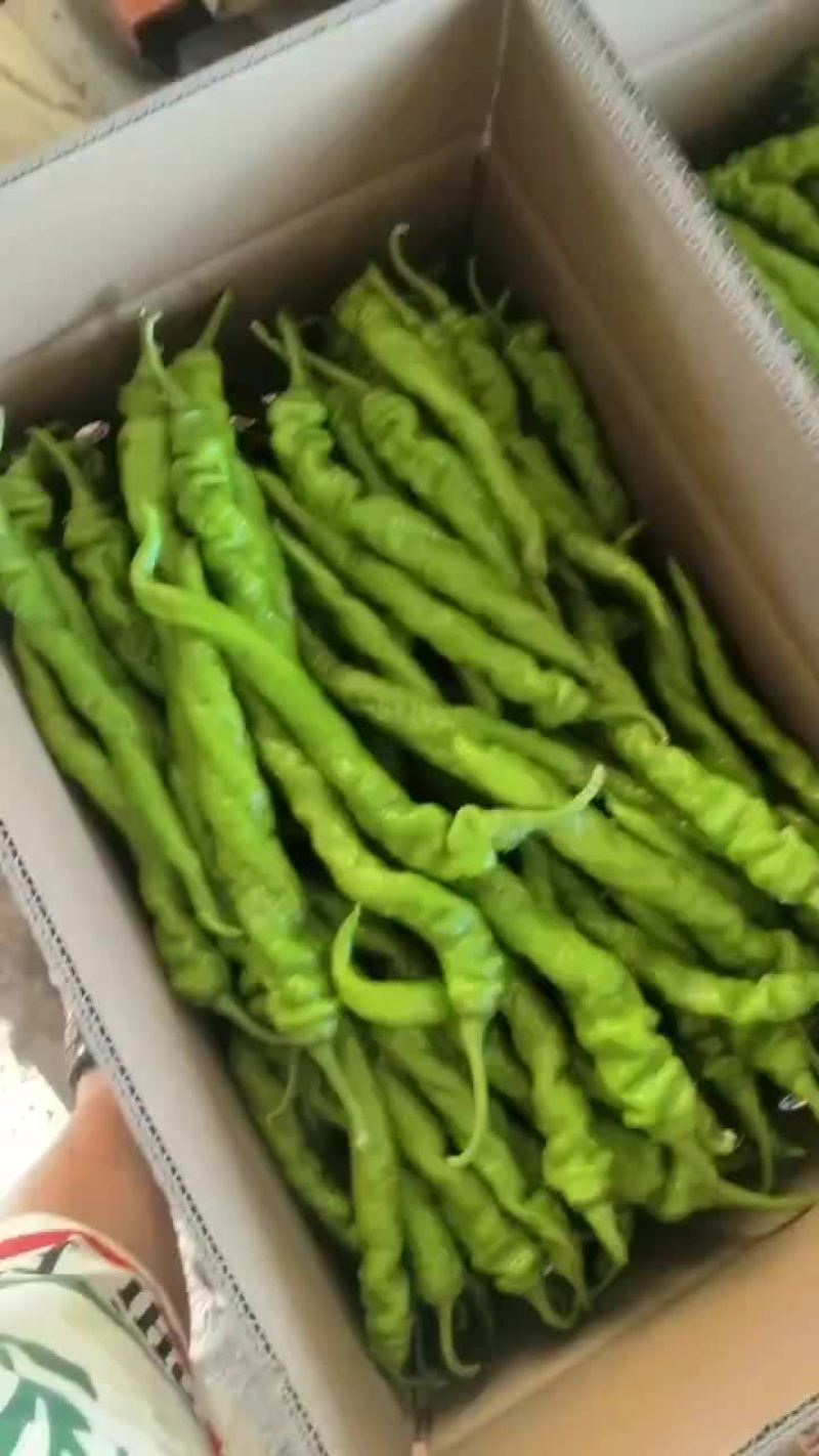 精品陇椒螺丝椒
