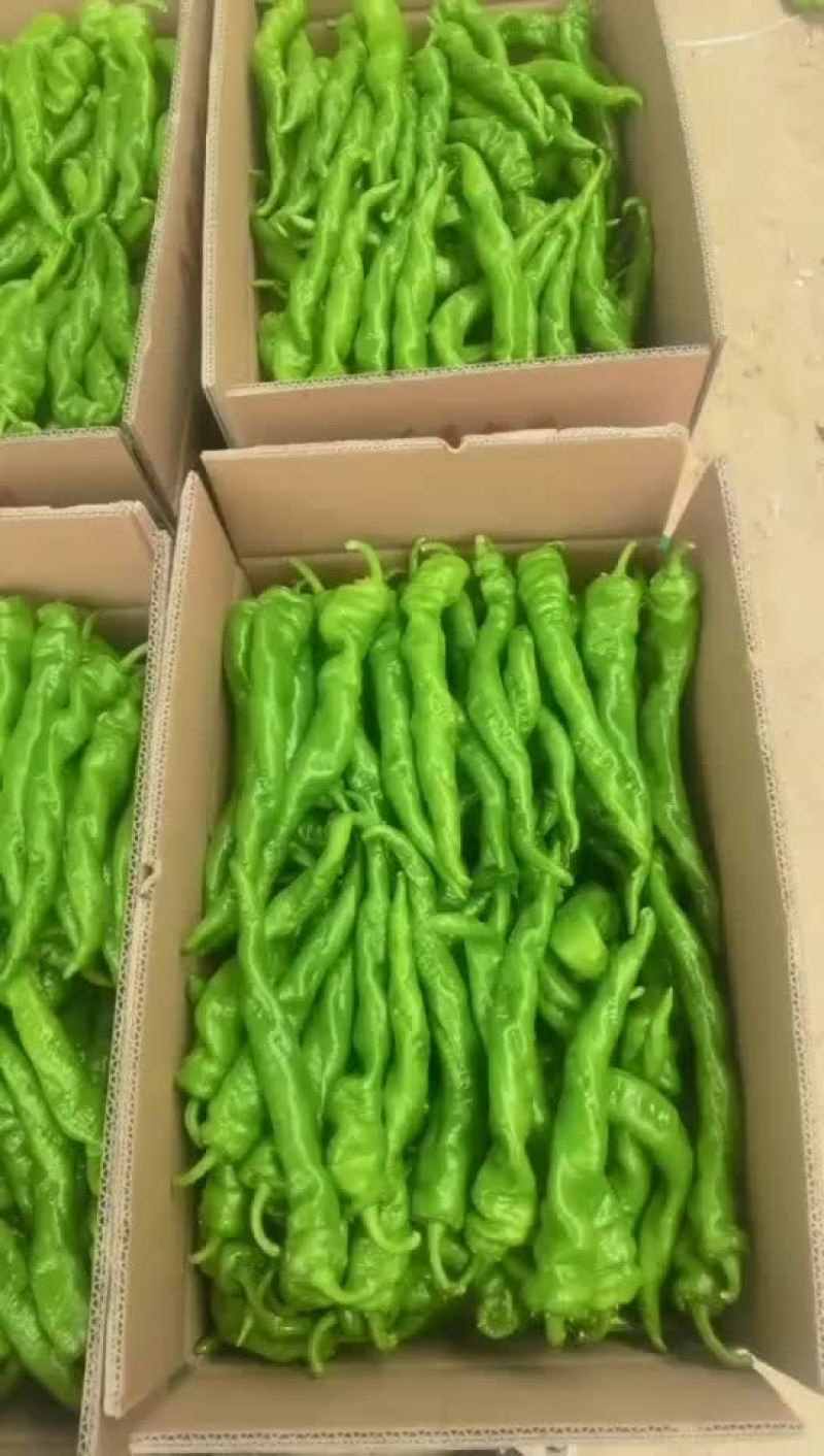 精品陇椒螺丝椒