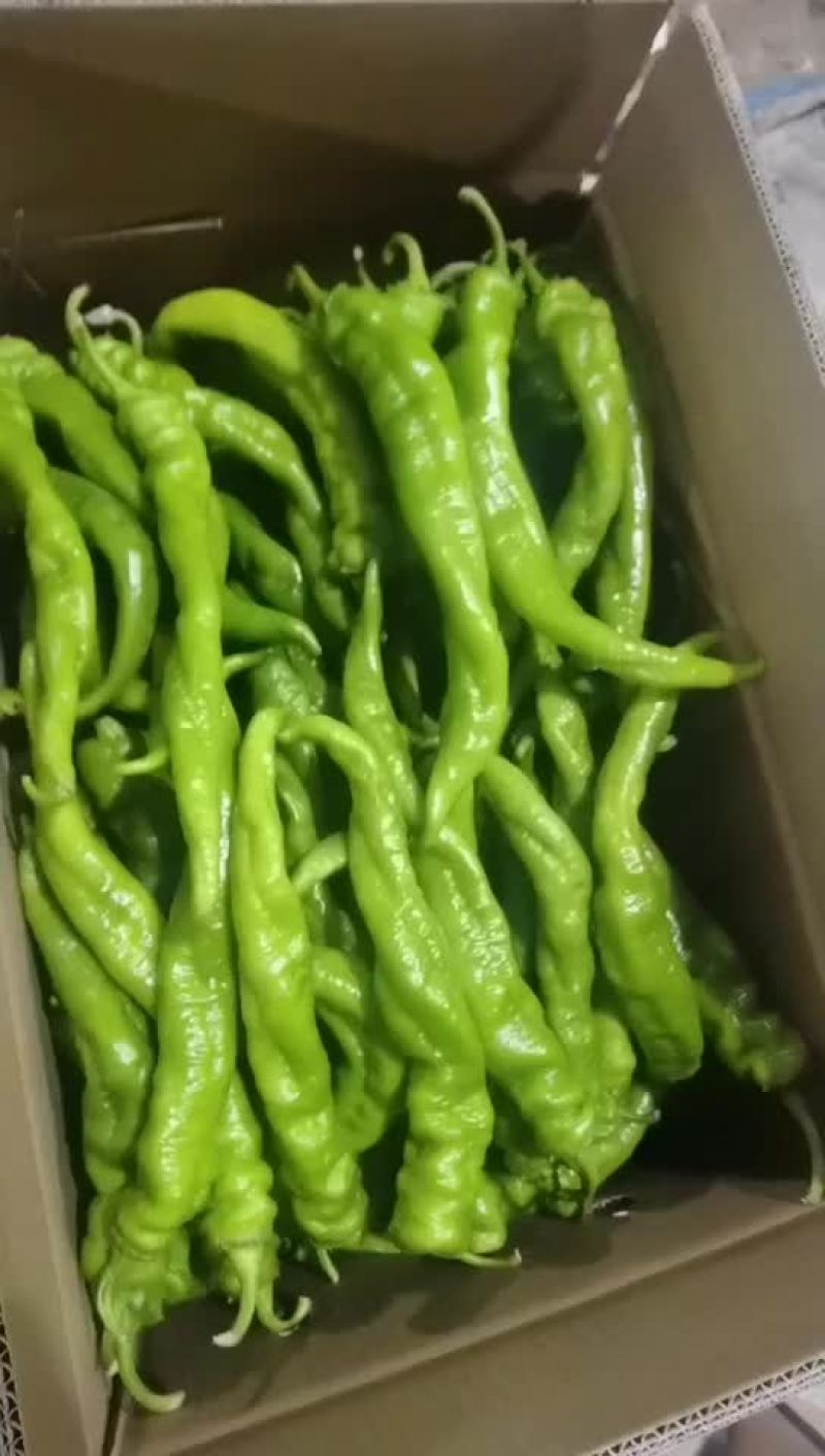精品陇椒螺丝椒