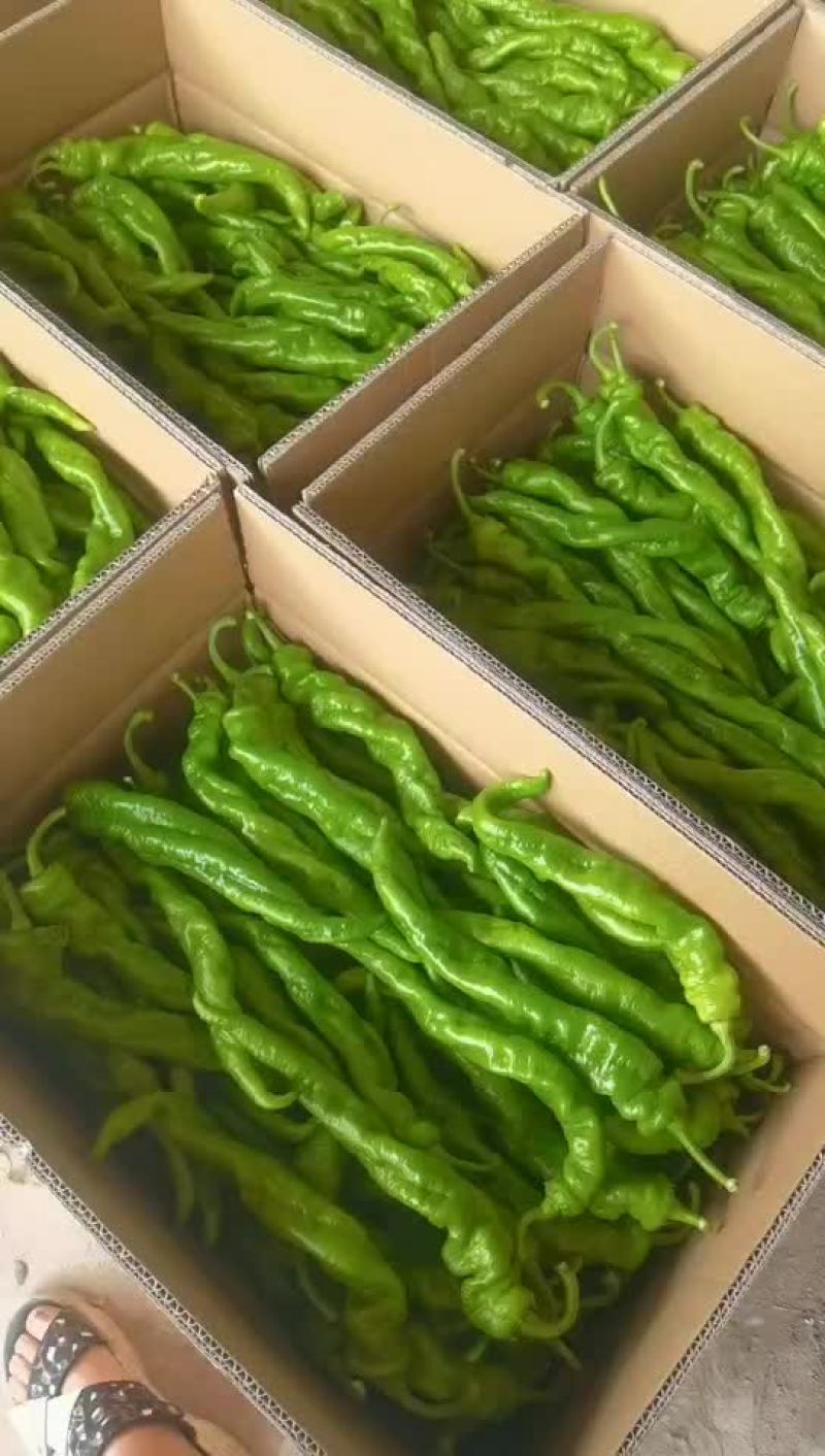 精品陇椒螺丝椒