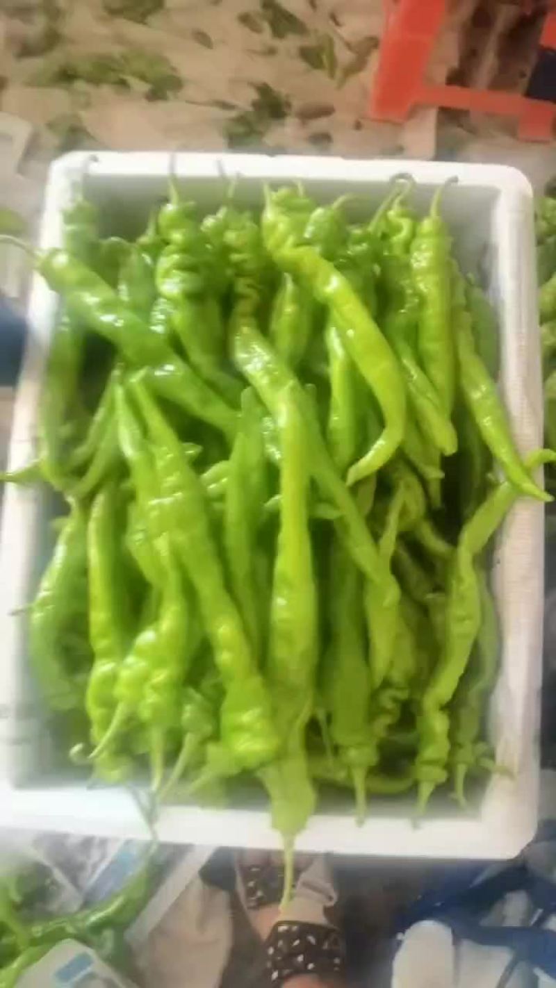 精品陇椒螺丝椒