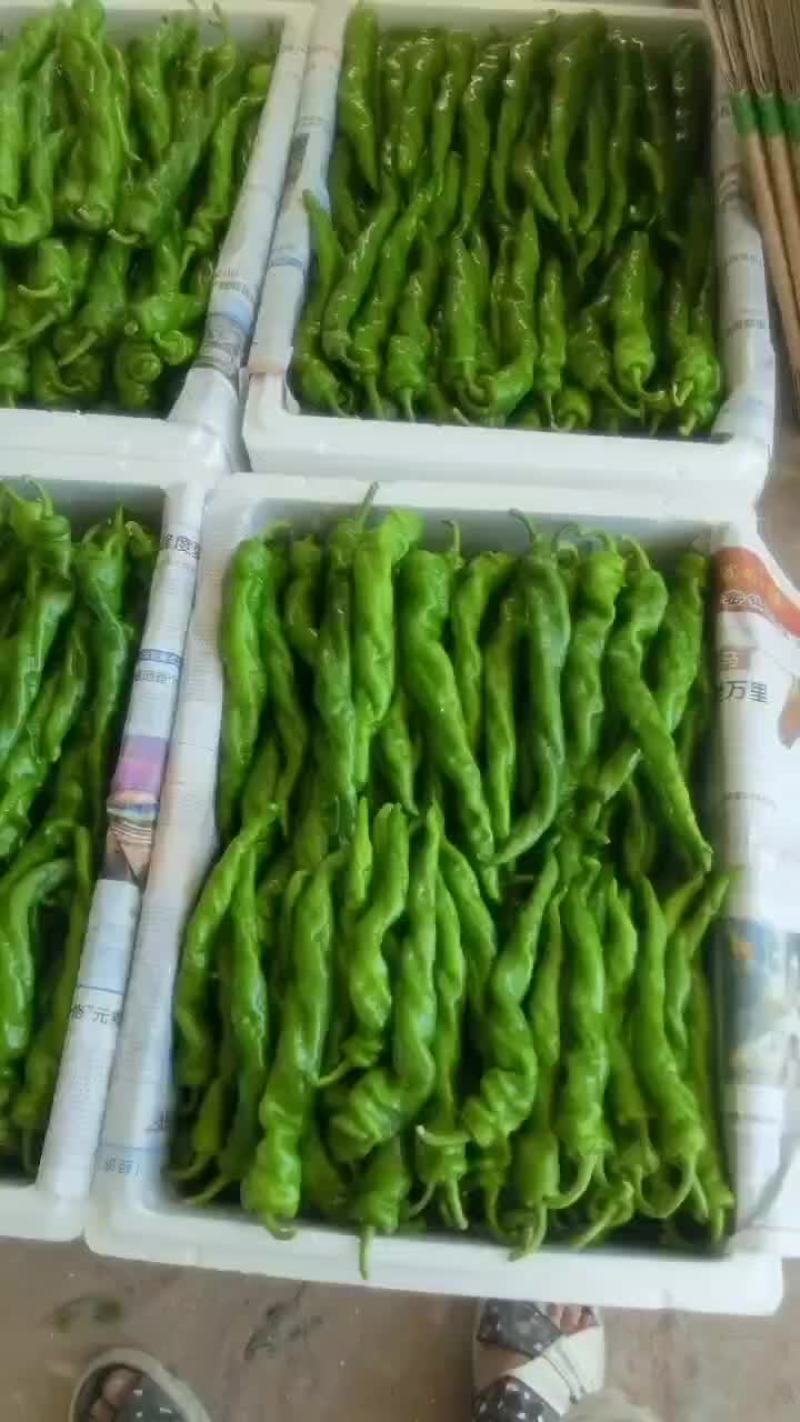精品陇椒螺丝椒