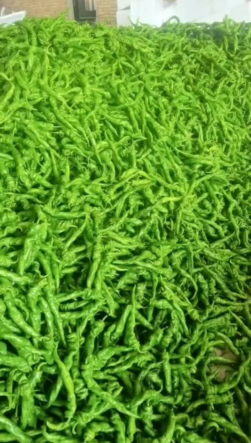 精品陇椒螺丝椒