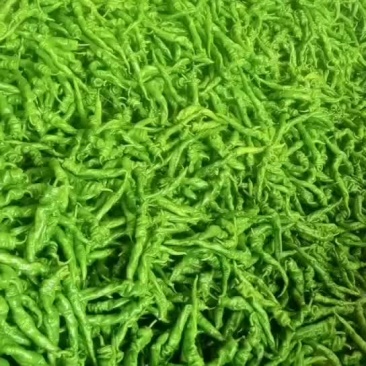 精品陇椒螺丝椒