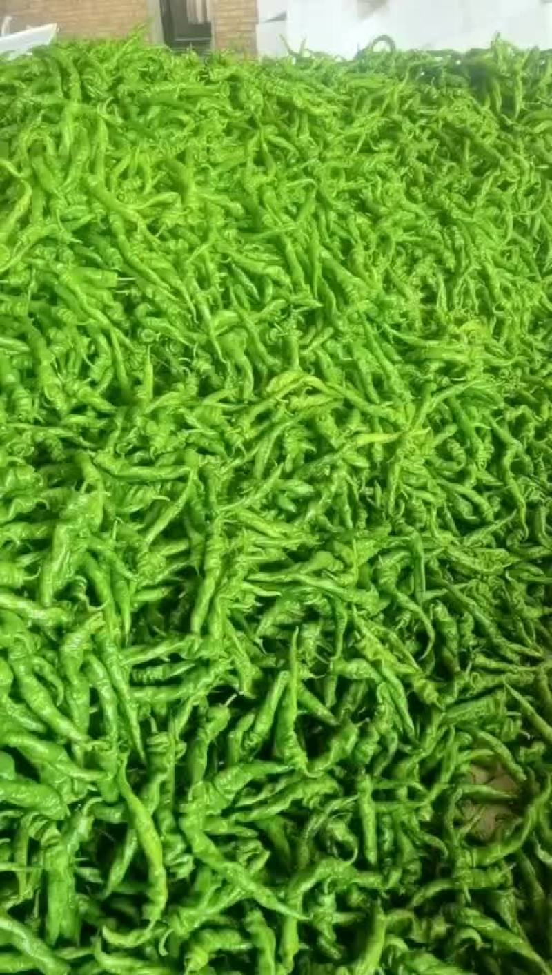 精品陇椒螺丝椒