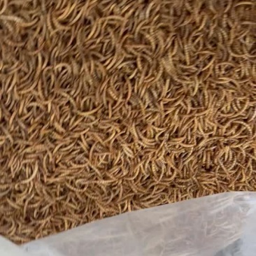 黄粉虫干面包虫干
