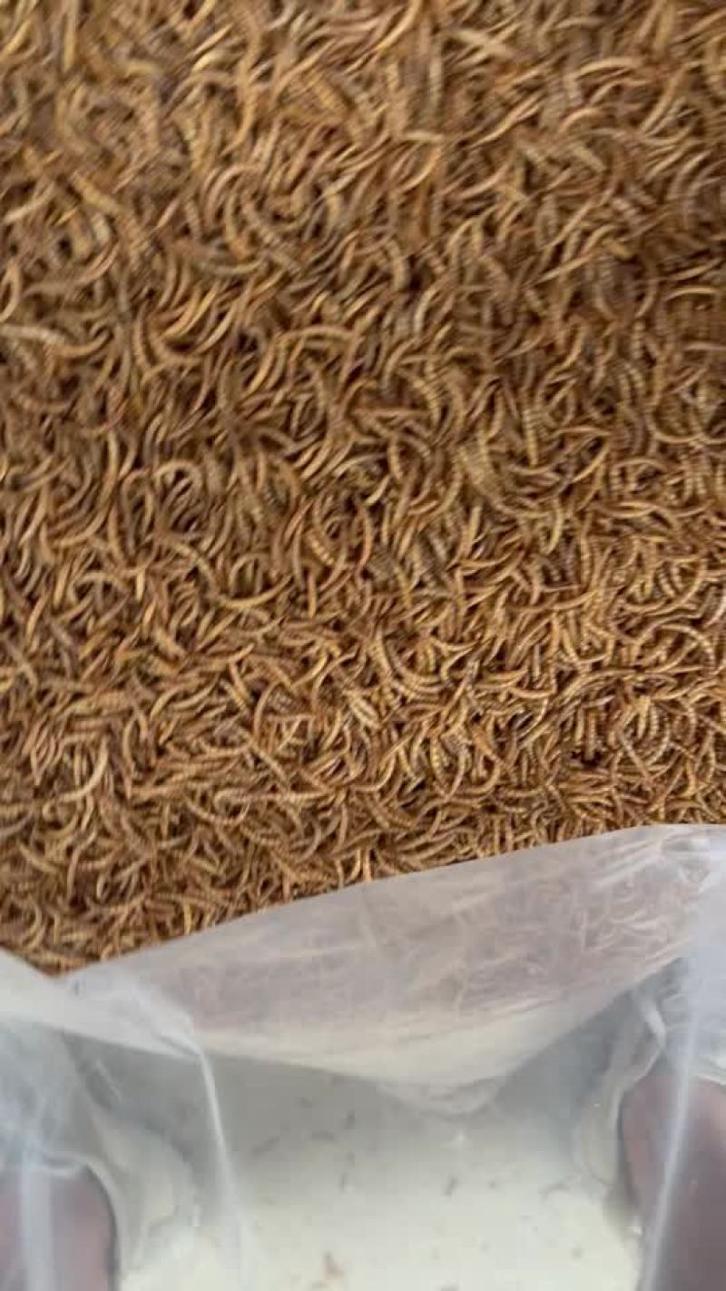 黄粉虫干面包虫干