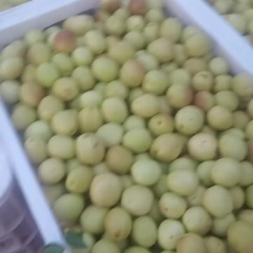 沾化脆枣王