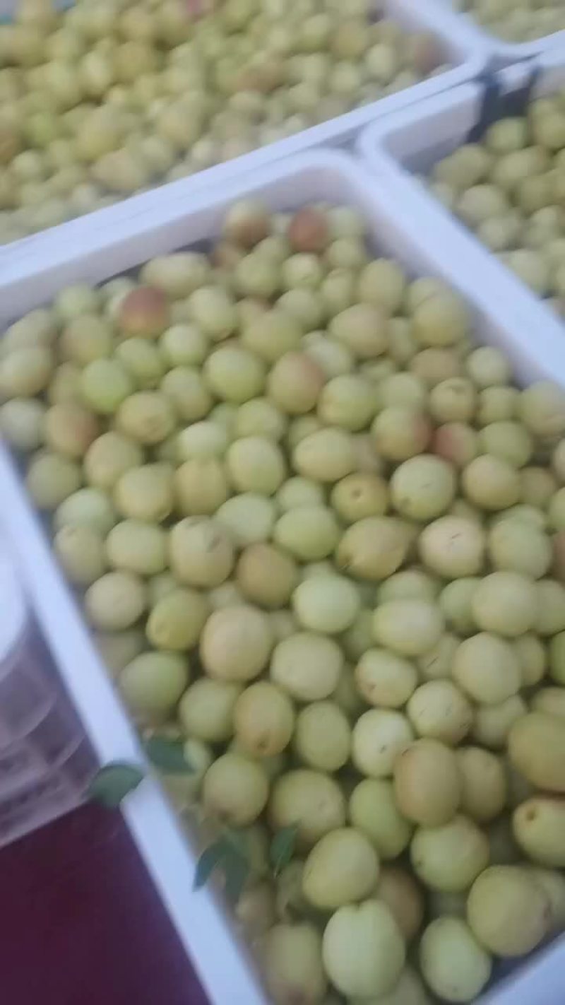 沾化脆枣王