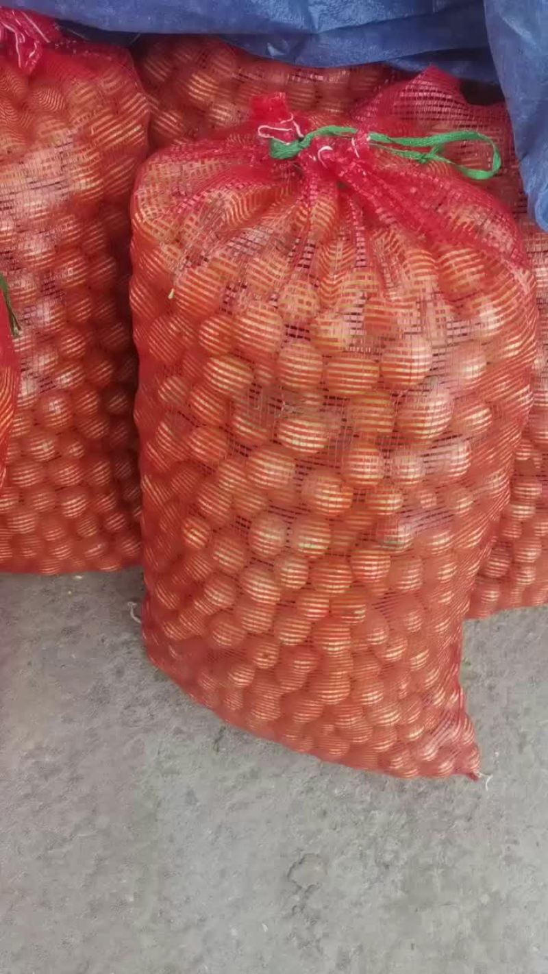 沾化脆枣王