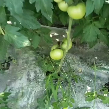 毛粉西红柿