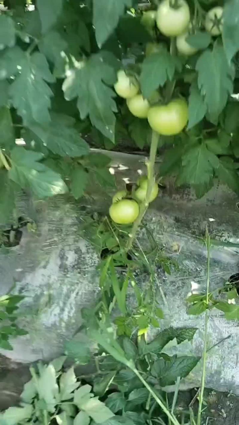 毛粉西红柿