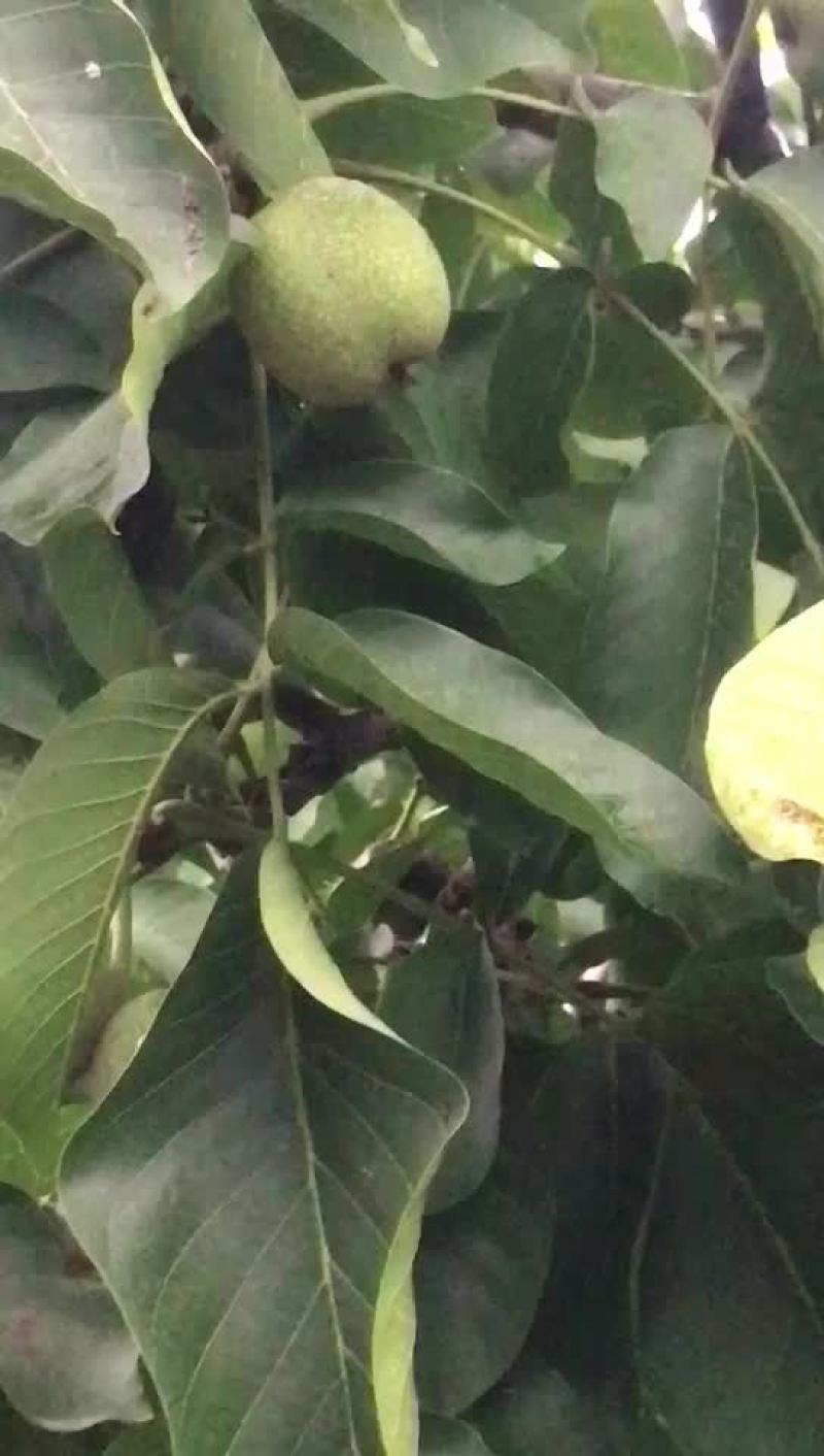 辽系纸皮核桃