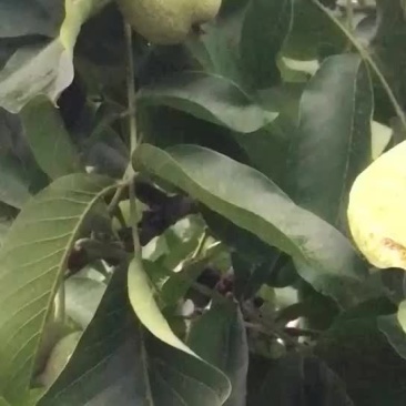 辽系纸皮核桃