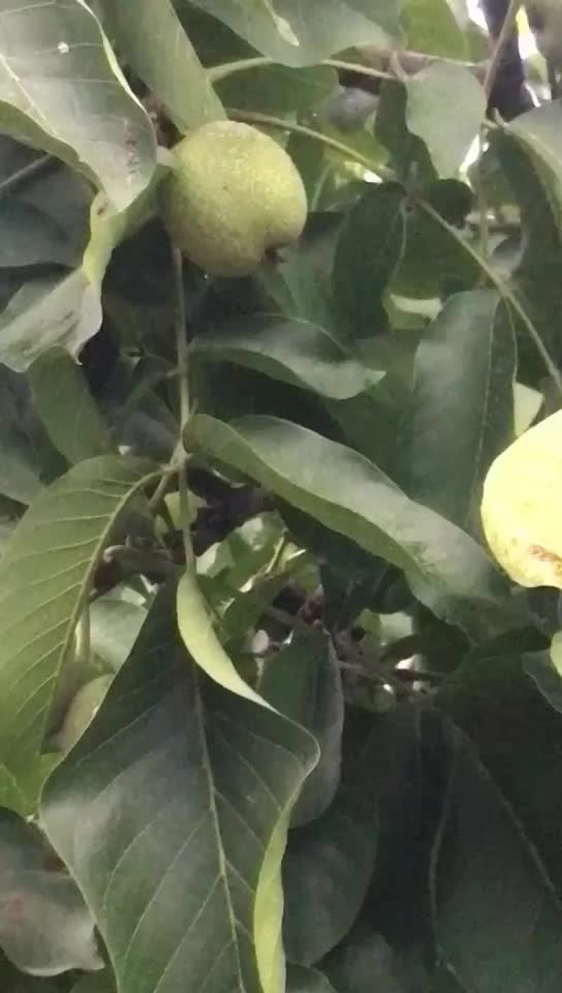 辽系纸皮核桃