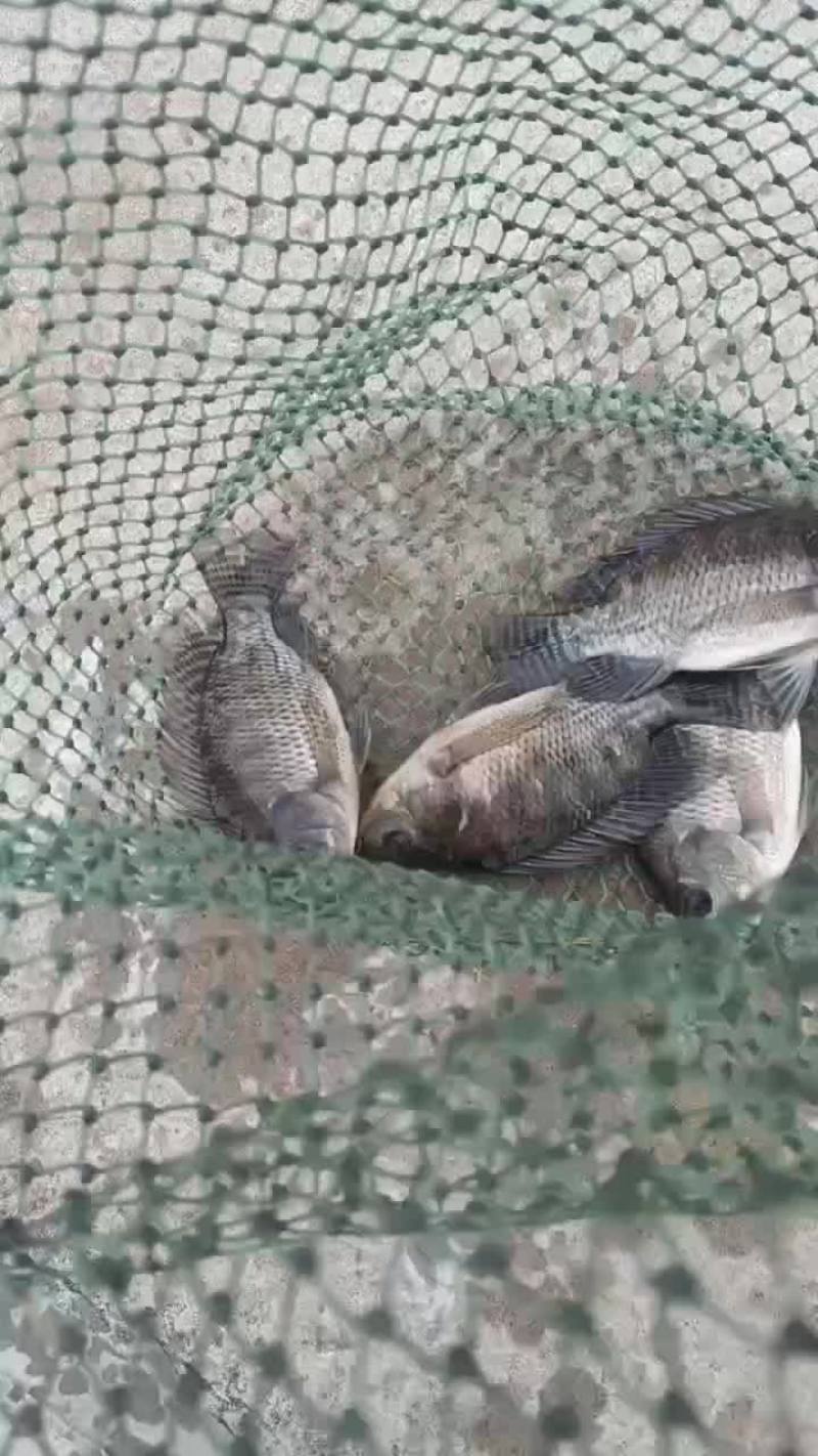 罗非鱼苗