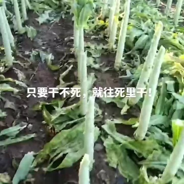 莴笋杆有要的联系