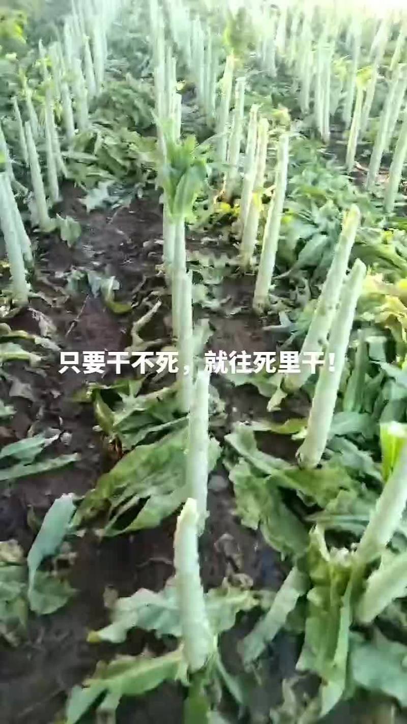 莴笋杆有要的联系