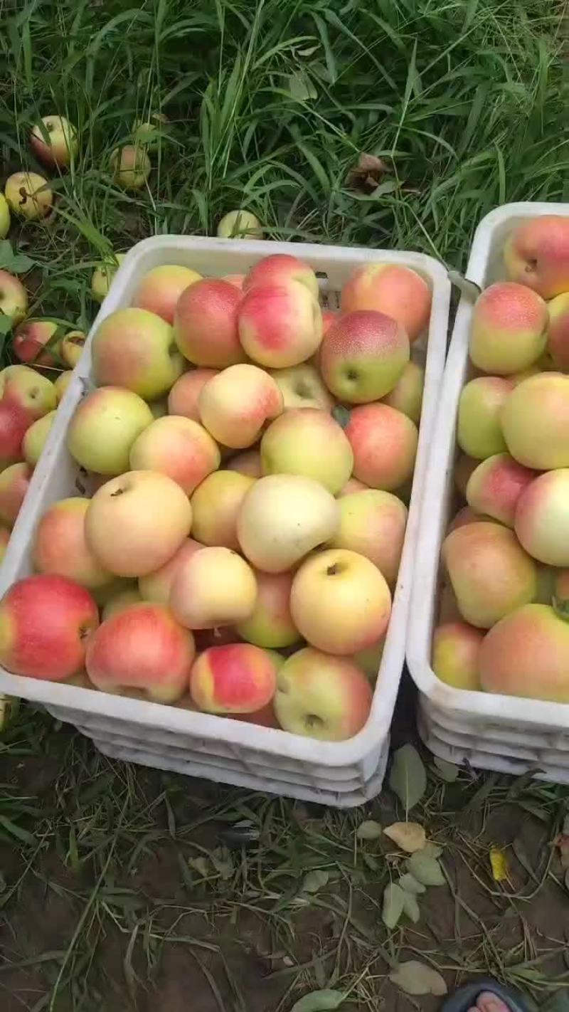 美八红苹果