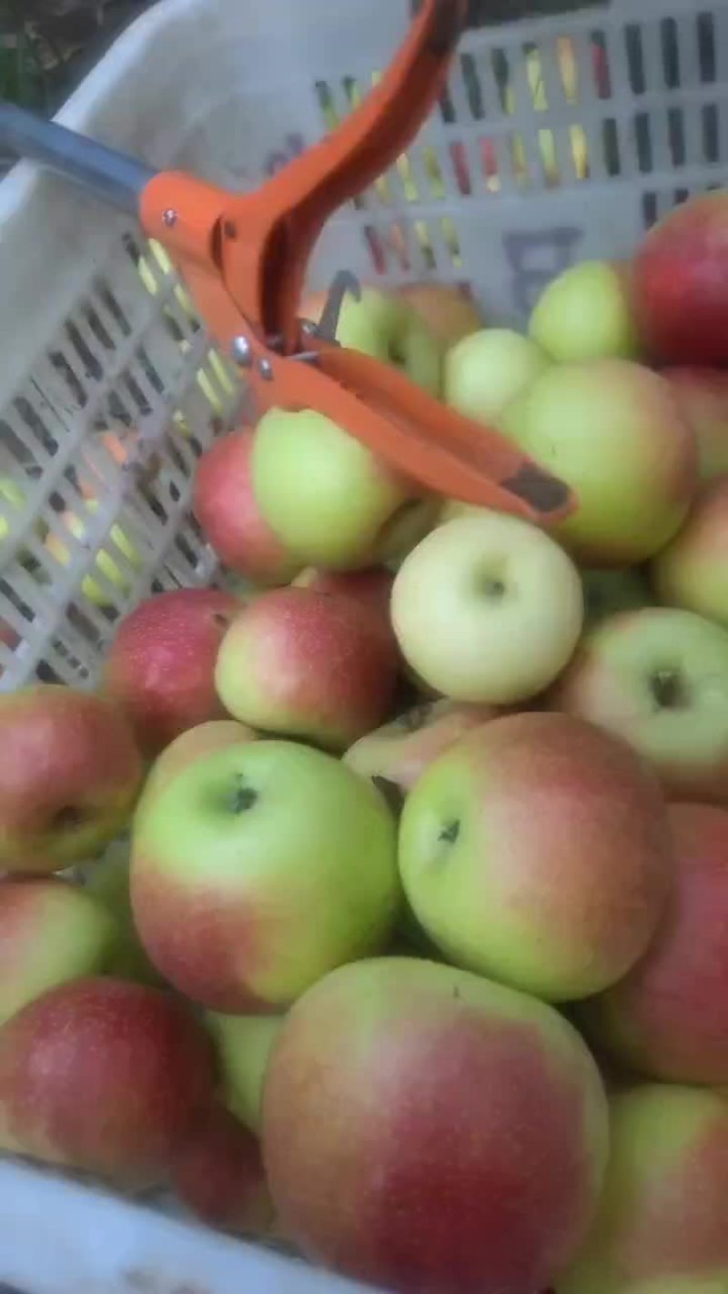 美八红苹果