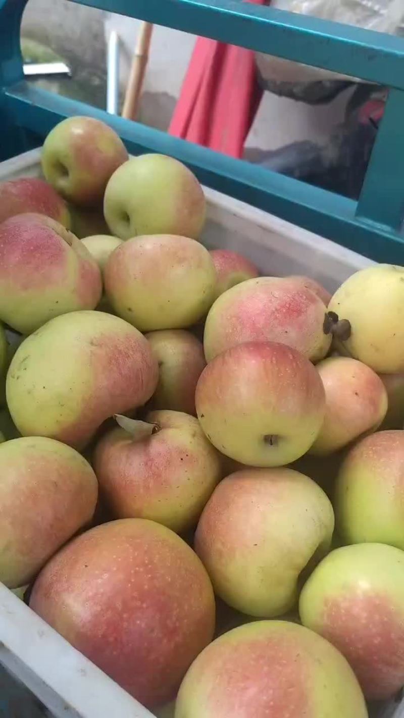 美八红苹果