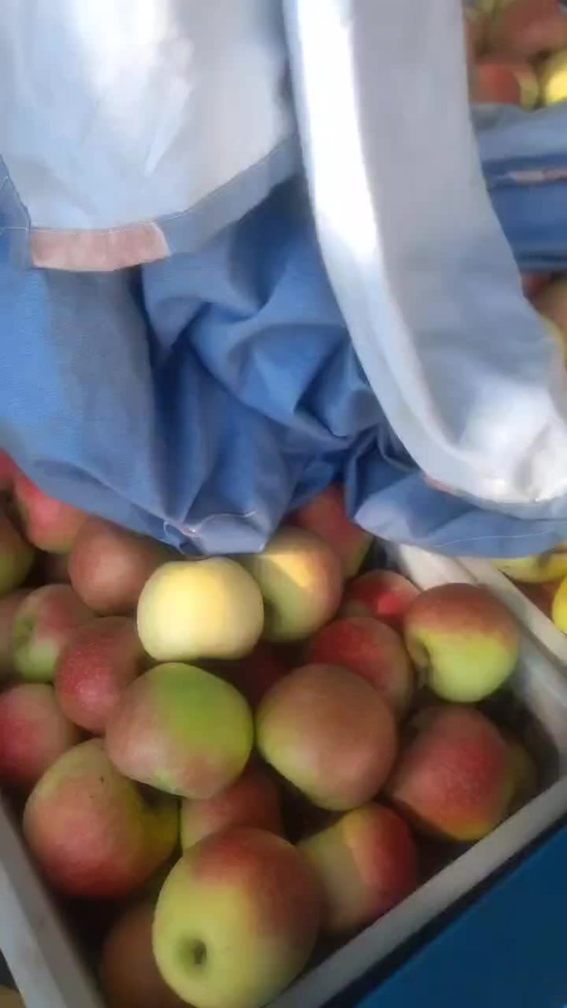美八红苹果