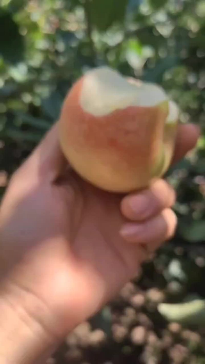 美八红苹果