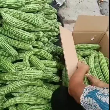 苦瓜
