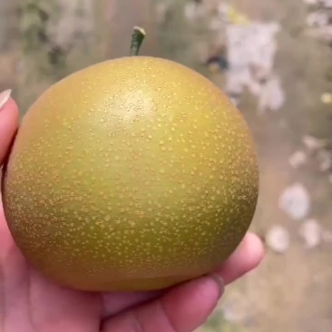 秋月光果