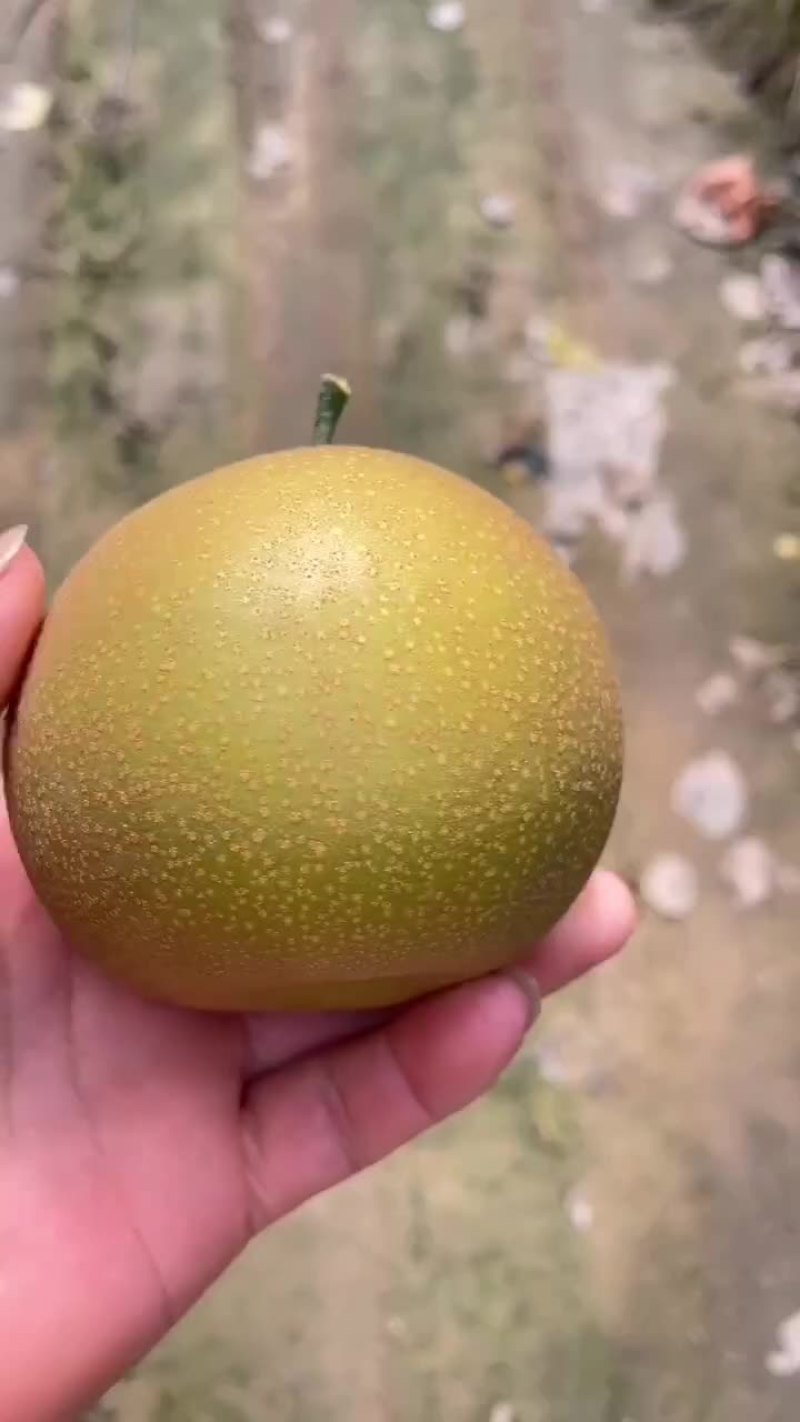 秋月光果