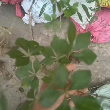 细柱五加皮