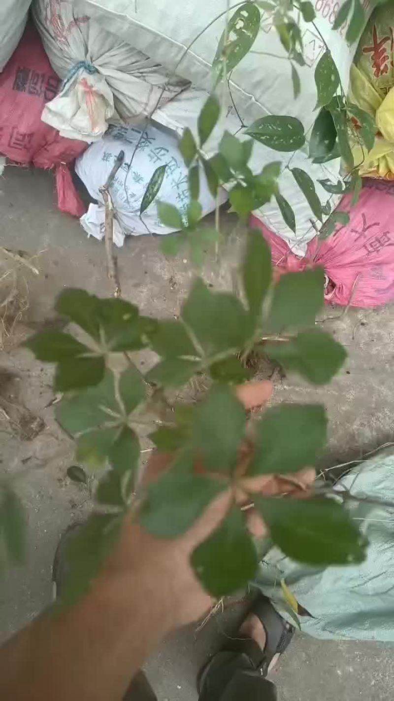 细柱五加皮