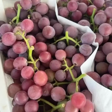 大颗粒软枝巨峰葡萄🍇海量供应，口感嘎嘎甜产地直采。
